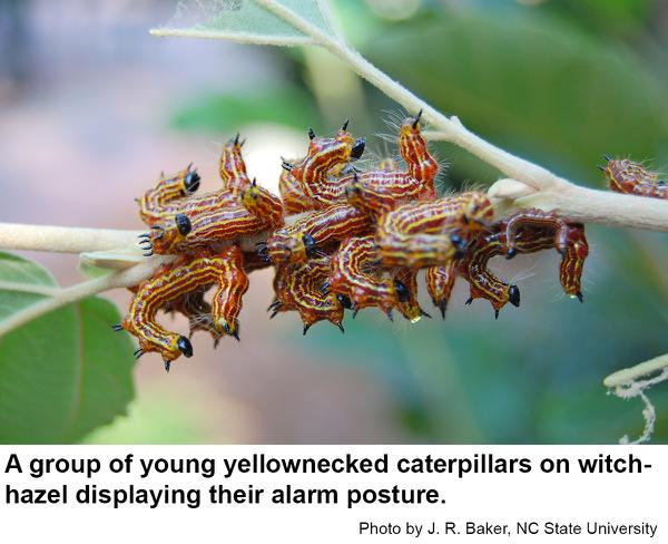 Young yellownecked caterpillars usually feed in groups.